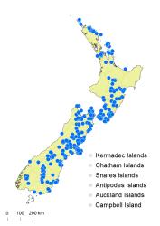 Asplenium flabellifolium distribution map based on databased records at AK, CHR, OTA & WELT.
 Image: K. Boardman © Landcare Research 2017 CC BY 3.0 NZ